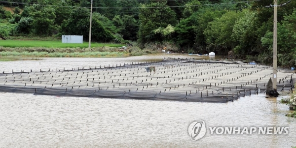 충남 금산군 인삼밭이 용담댐 방류로 범람한 금강물에 잠겨 있다. (제공=연합뉴스)