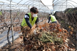 지난 6일 경기도 화성시 포도농가를 방문한 NH농협카드직원들이 포도가지를 치우고 있다. (사진=NH농협카드)
